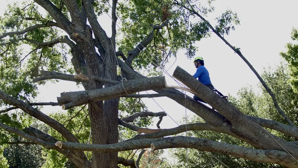 Professional Crown Thinning performed by certified arborists in Broad Brook