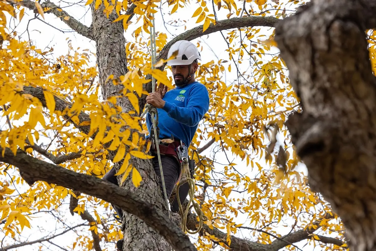 Skilled Tree Planing crew working in Broad Brook